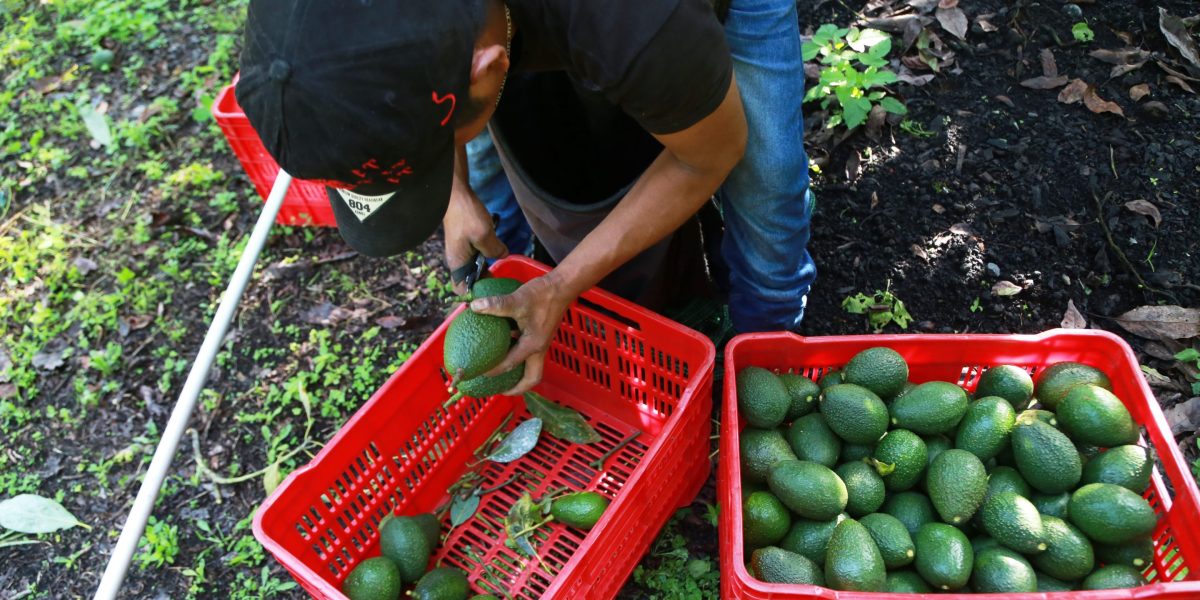 Avocado picker climbing a tree in a Michoacán orchard after security alert lifted