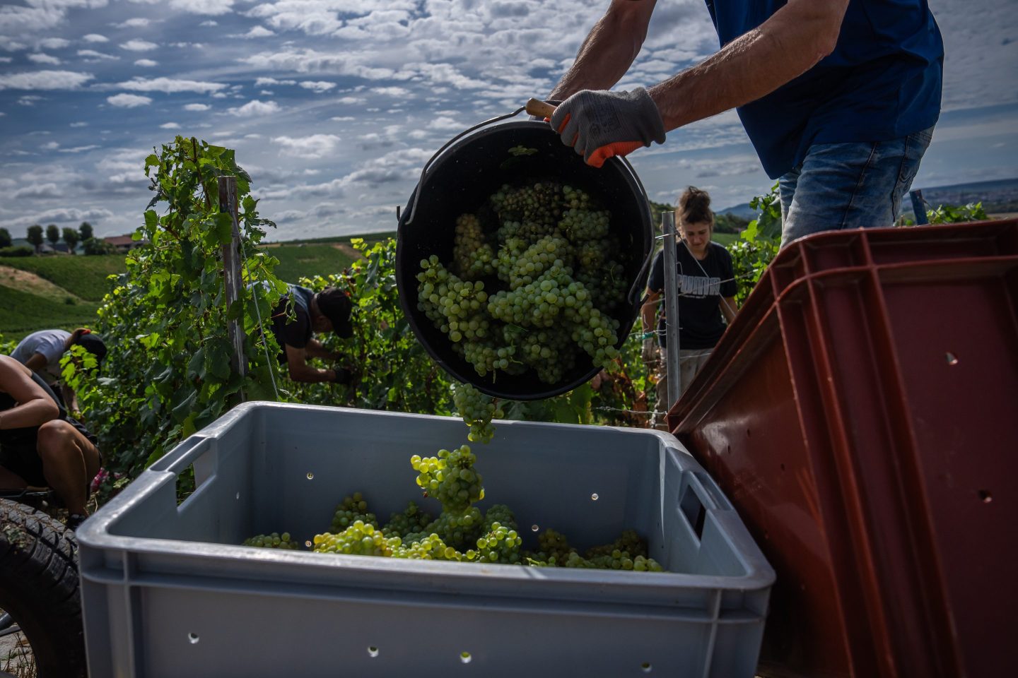 Weinbergarbeiter ernten Trauben in Champagner bei heißer Sonne