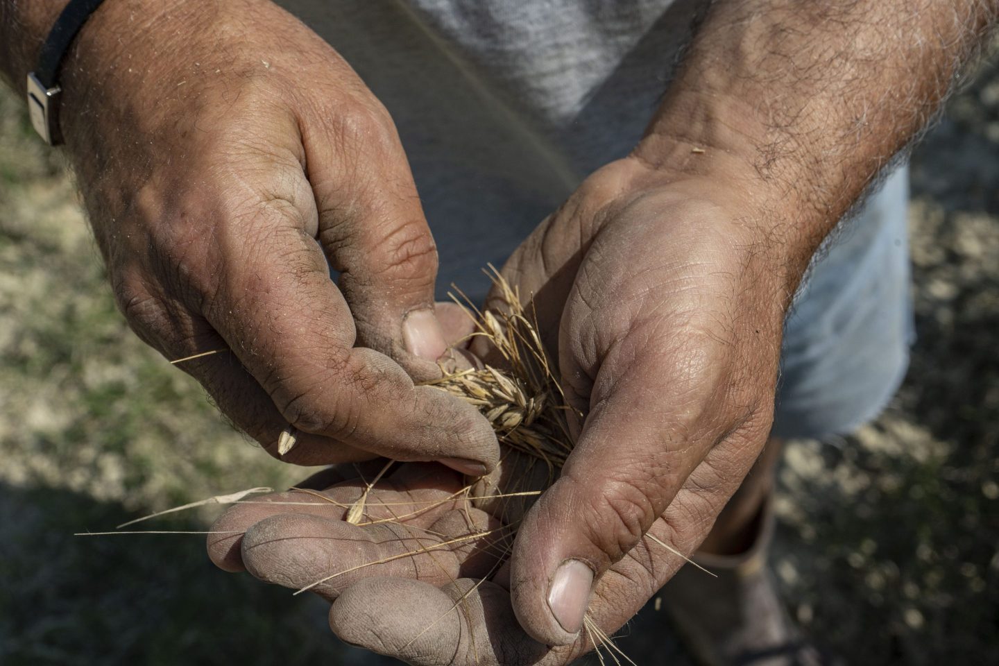 Italienische Bauern versammeln sich in einem Marken-Farmhaus-Workshop zur Saatgutrettung