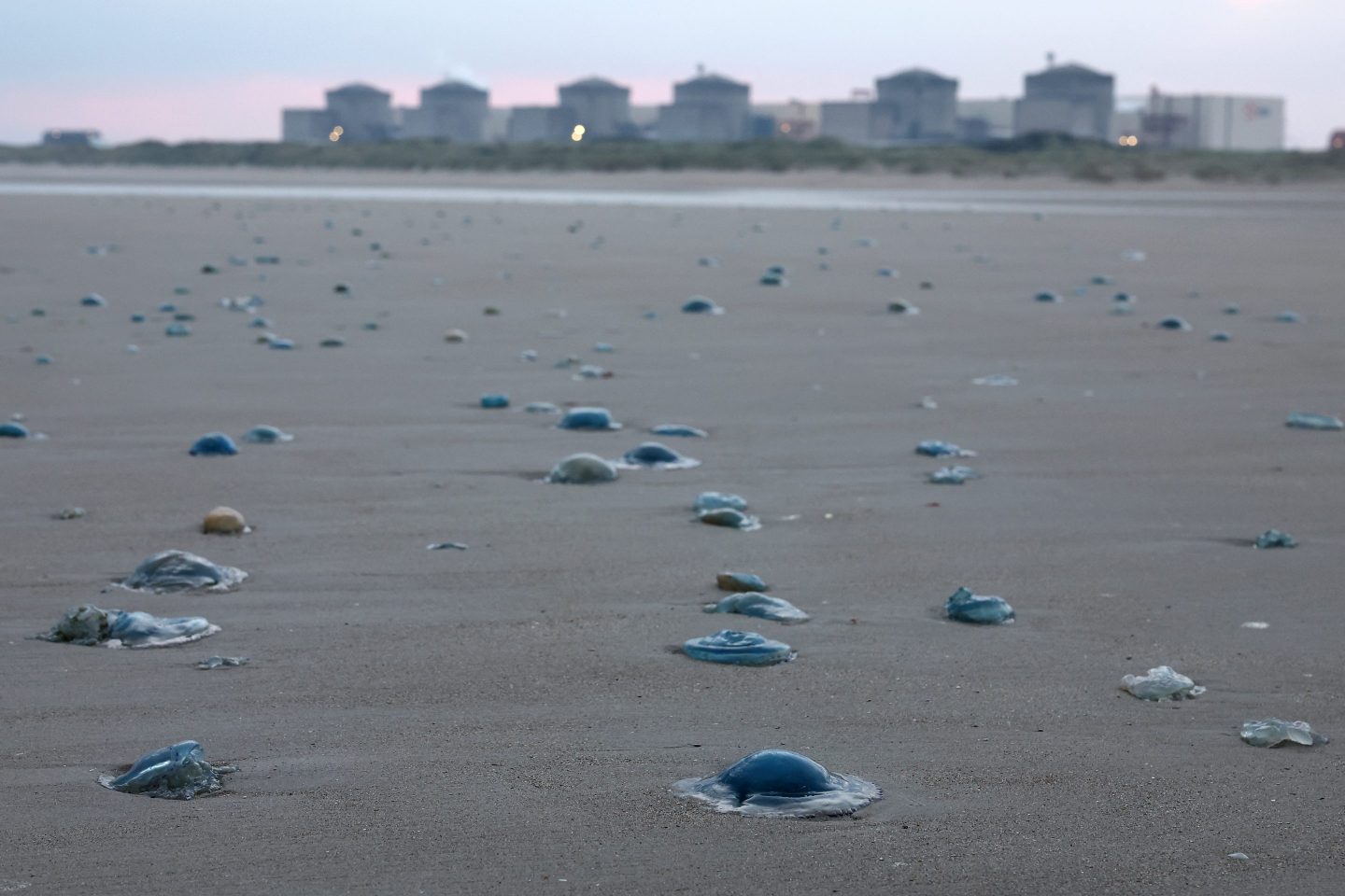 Quallenplage nahe dem Kühlwasser-Einlass des Kernkraftwerks Gravelines im Norden Frankreichs